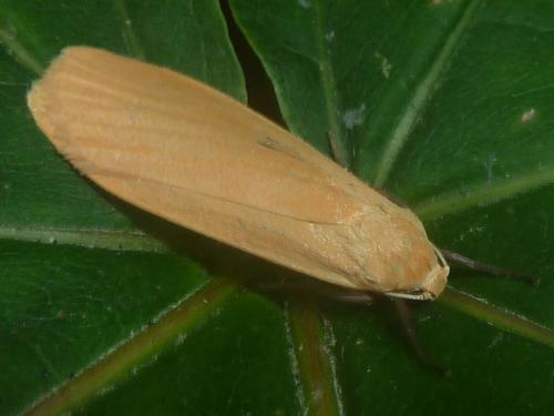 Réf. 184 642 : Eilema sororcula